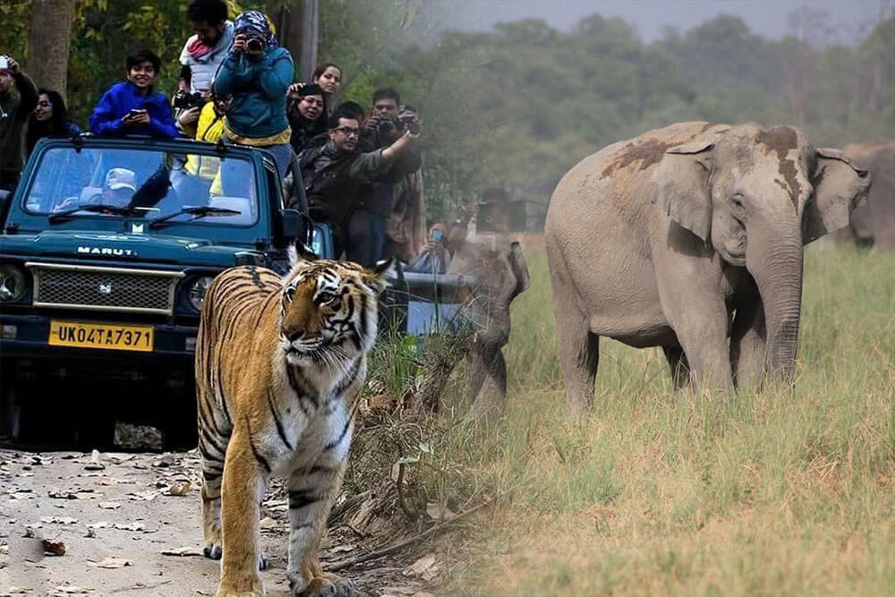 Jim corbett tour package 1 night 2 days